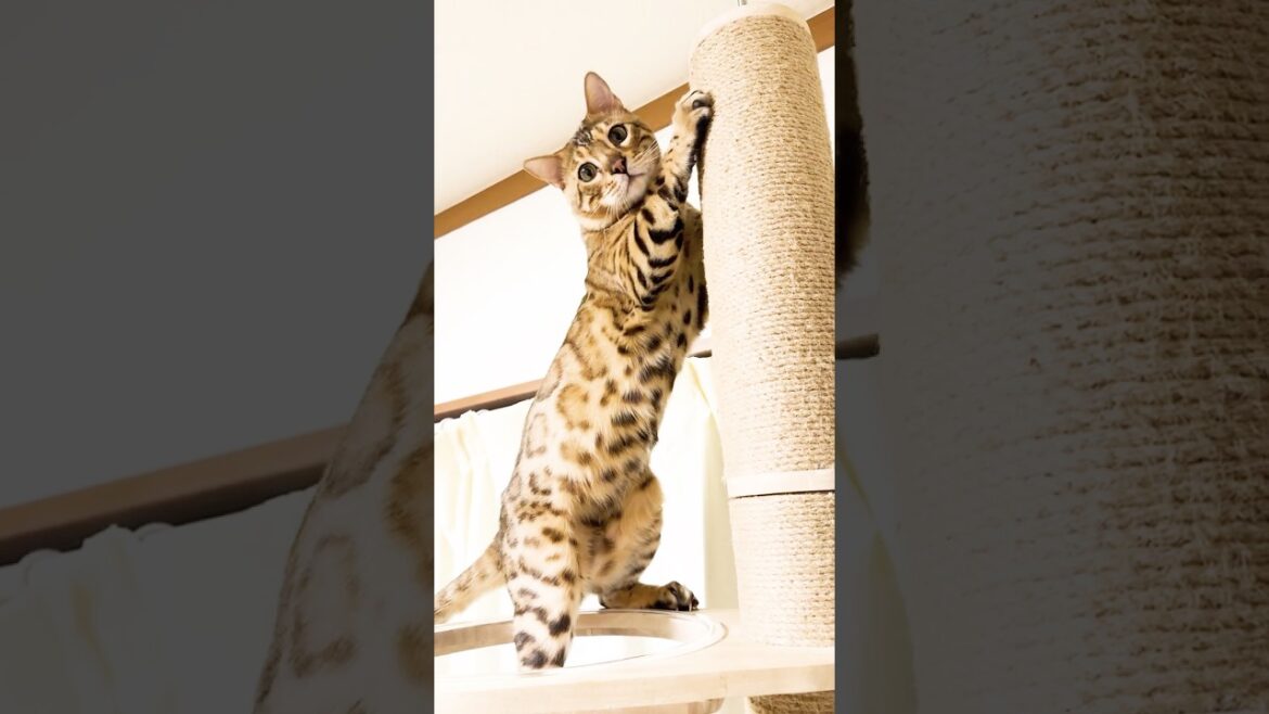 おててがかわいいベンガル猫