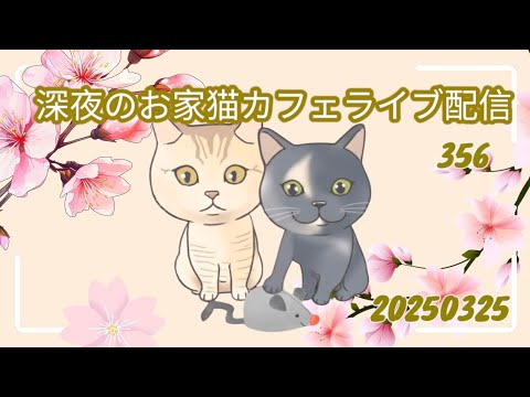 深夜のお家猫カフェライブ配信 356 深夜のお家猫カフェライブ配信 356