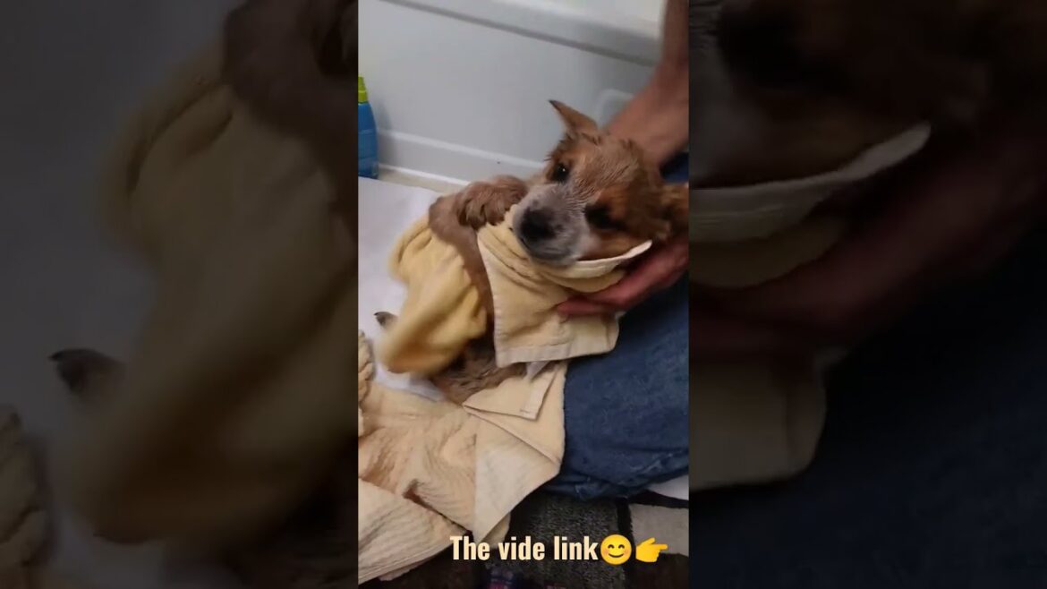 Red heeler baby just got a first bath 🛀 Kiwi’s first bath 🐶 Red heeler baby just got a first bath 🛀 Kiwi's first bath 🐶