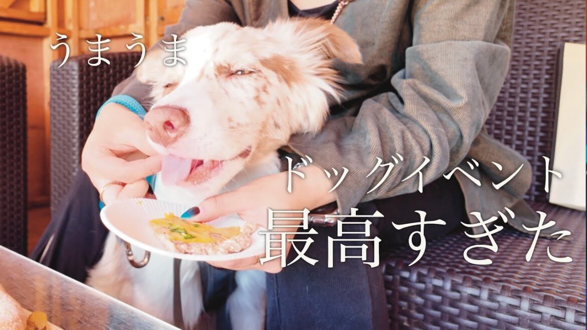 幸せそうな笑顔の愛犬を見ることができた横浜のドッグイベント|25歳女性 × ボーダーコリーの日常 幸せそうな笑顔の愛犬を見ることができた横浜のドッグイベント|25歳女性 × ボーダーコリーの日常