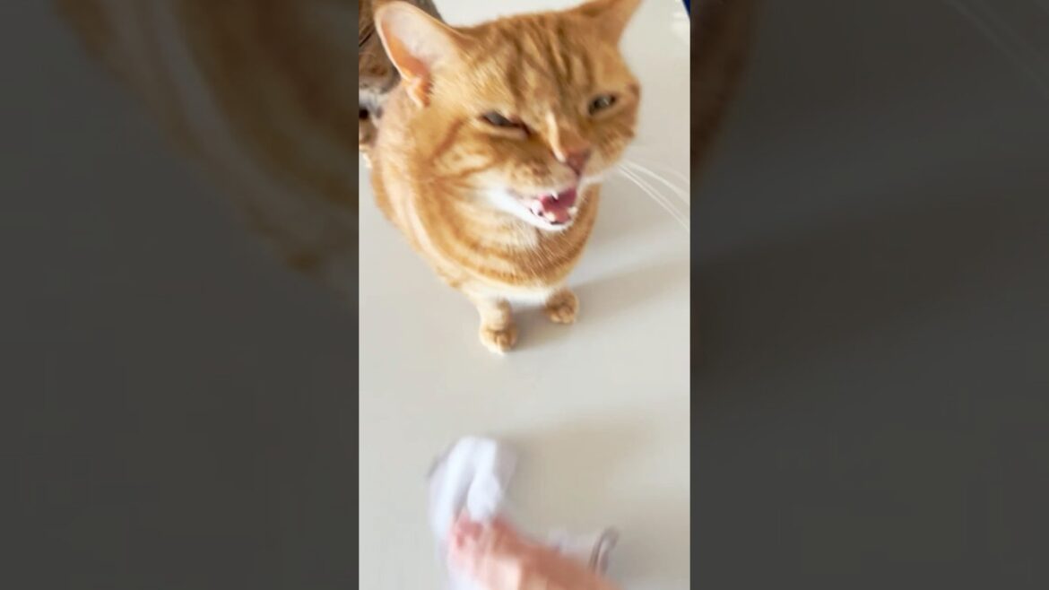 【猫動画】あなたに会えて本当に良かった #ねこ #かわいい #保護猫 癒しすぎる🍀✨