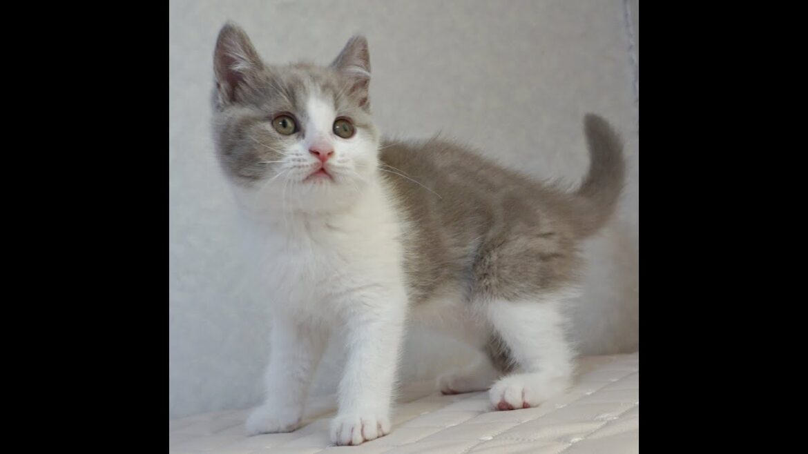 ブリティッシュショートヘアー子猫 British Shorthair 2025.1.21産まれ ライラック&ホワイト 男の子 シーダキャット猫のお店 ブリティッシュショートヘアー子猫 British Shorthair 2025.1.21産まれ ライラック&ホワイト 男の子 シーダキャット猫のお店