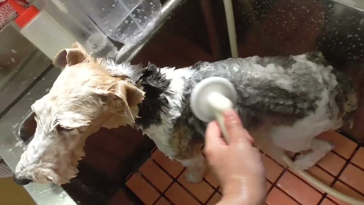 ワイヤーフォックステリアの桃ちゃん