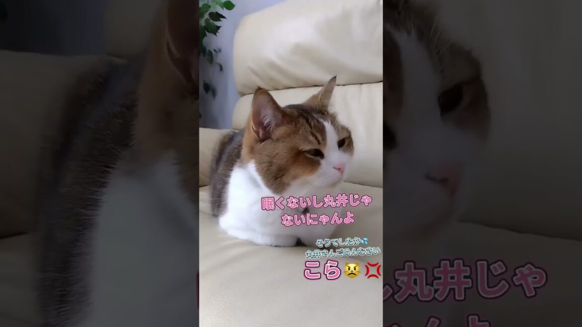 まんまるになってしまった猫さん#cat #アメリカンカール#猫のいる暮らし #おててないない#猫好きさんと繋がりたい #いやし