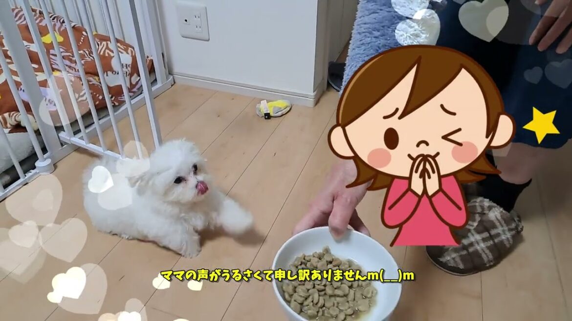 #ももちゃんねる#ごはん#しつけ#シニアと暮らすマルチーズパピー#うるさい#まて#マルチーズ#しつけ#可愛い#シニア#お座り#まて#よし#食べる#マルチーズ#おやつ #ももちゃんねる#ごはん#しつけ#シニアと暮らすマルチーズパピー#うるさい#まて#マルチーズ#しつけ#可愛い#シニア#お座り#まて#よし#食べる#マルチーズ#おやつ