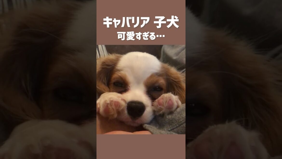 キャバリア子犬のピンク肉球と寝顔が可愛すぎる… #shorts