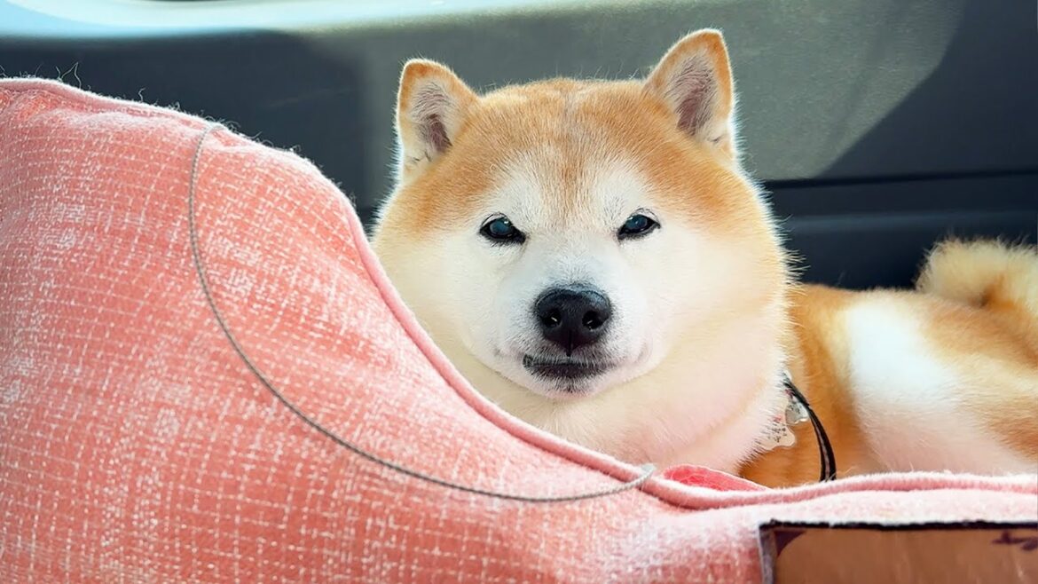 信号待ちでウトウトしていると短くクラックションを鳴らされ、真顔になる柴犬 信号待ちでウトウトしていると短くクラックションを鳴らされ、真顔になる柴犬