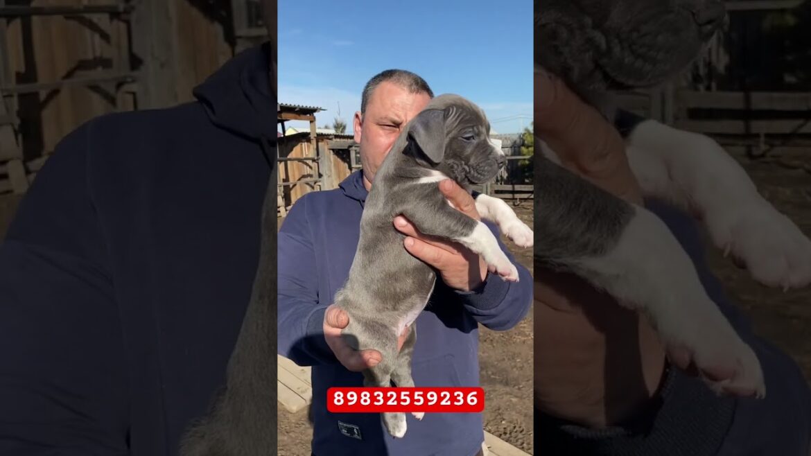 Василиса 5 недель❤️ #amstaff #питомник #puppy #американскийстаффордширскийтерьер #staffy #щенки