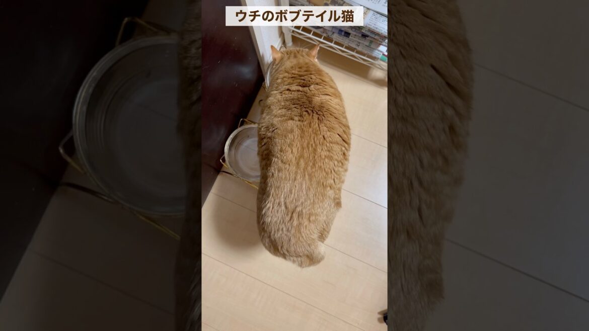 【ボブテイル猫】うちの子、上からと後ろから見るとこんな感じです #茶トラ男子なつ #かぎしっぽ猫 #shorts