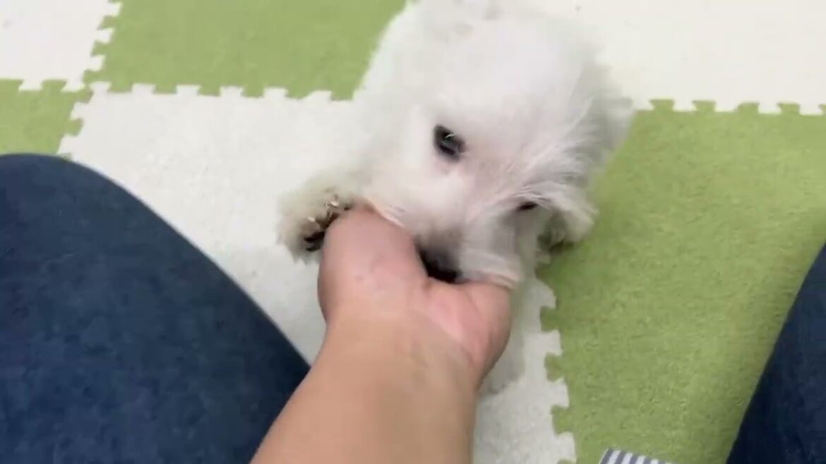 ウエストハイランドホワイトテリア 皮膚の状態良好♪とっても甘えん坊な男の子♪