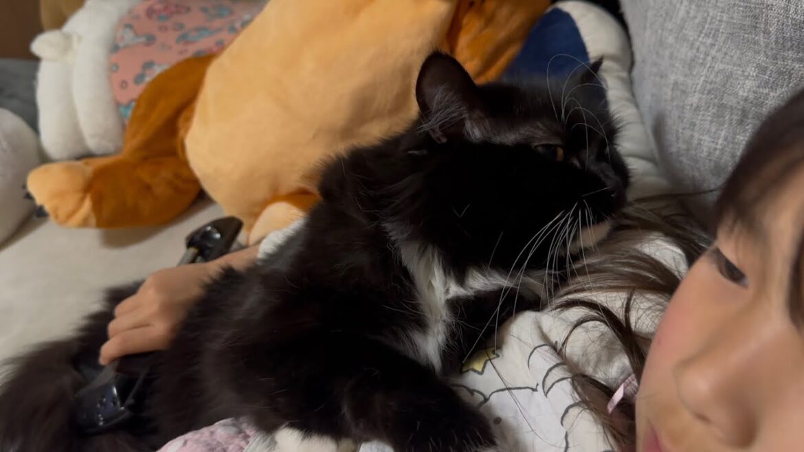 抱っこされる猫　ラガマフィンA cat being held. Ragamuffin.