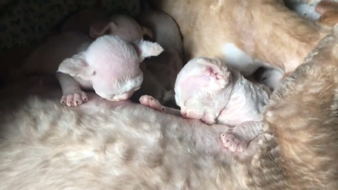 I love Devon Rex father of the year #cat #kitten #cute #devon #devonrex #catbaby #catbabyfunny