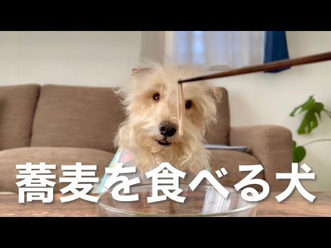 愛犬と一緒に蕎麦を食べた!テリア 愛犬と一緒に蕎麦を食べた!テリア