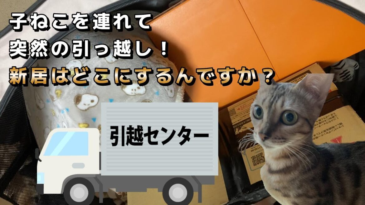 出産から20日で初引っ越し！母猫もなかと子猫の新居はどこ？