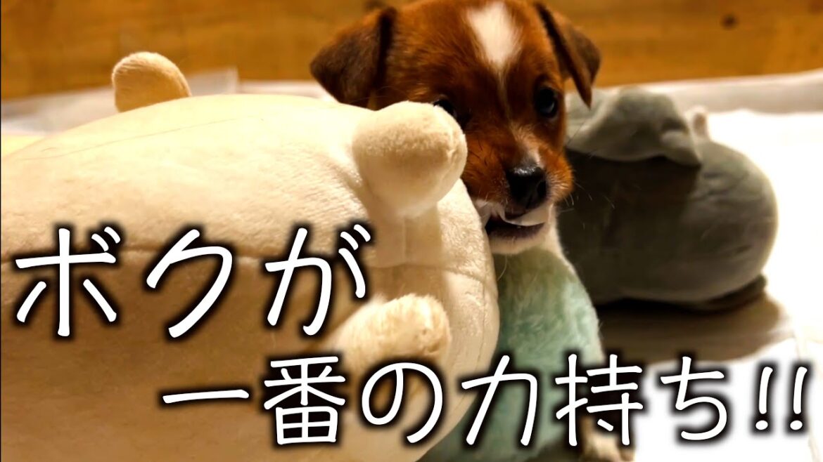 【ジャックラッセルテリア】ボクが1番の力持ちだ！！「ジャックラッセルテリアのにくきゅう」