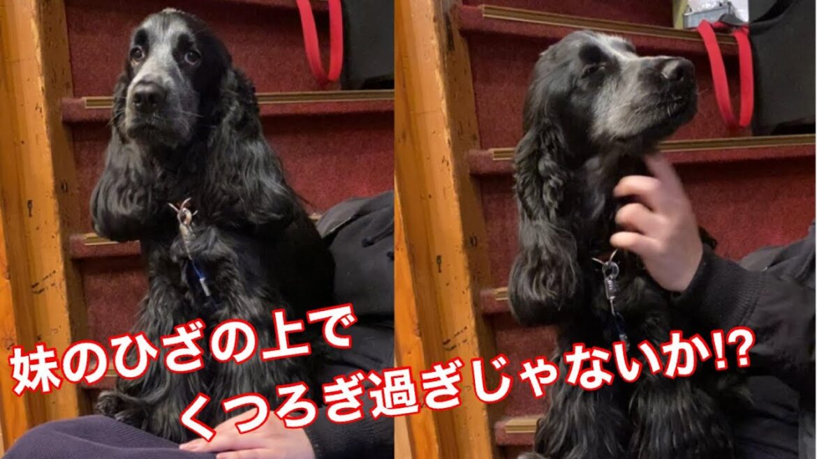 【ショート動画】妹の上でまんざらでもないイングリッシュコッカースパニエル【ちよ君】癒し #shorts