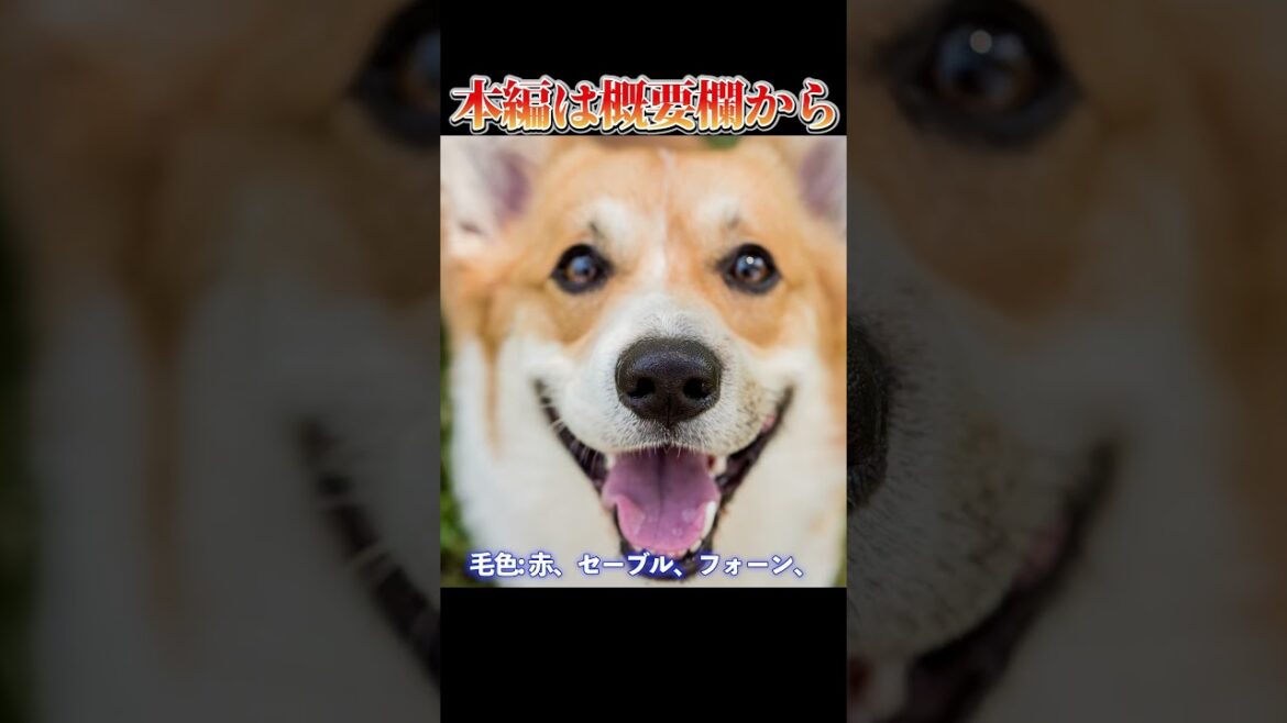 【本編は概要欄から】短足の英雄！ウェルシュ・コーギー・ペンブロークの歴史と魅力_#世界の犬猫動物CH_#shorts