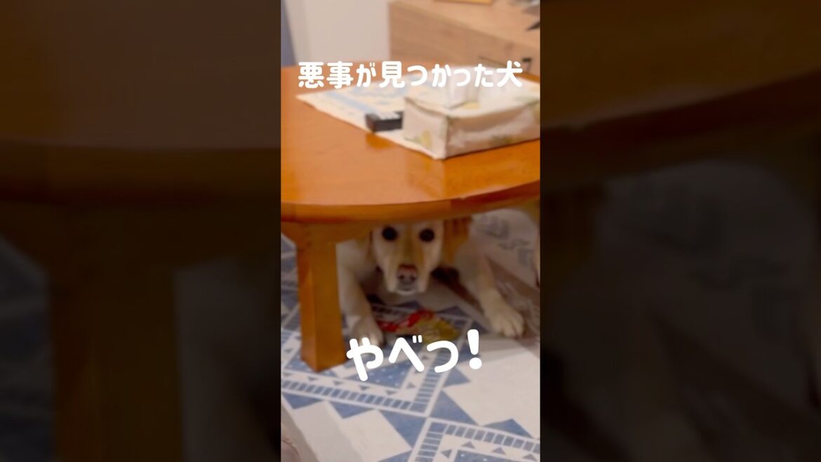 悪事が見つかった犬★#shorts #labradorretriever #ラブラドールレトリバー #可愛い #癒し #大型犬 #いたずら