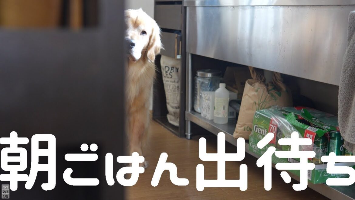 ご飯待ちの無言の圧がすごいゴールデンレトリバー