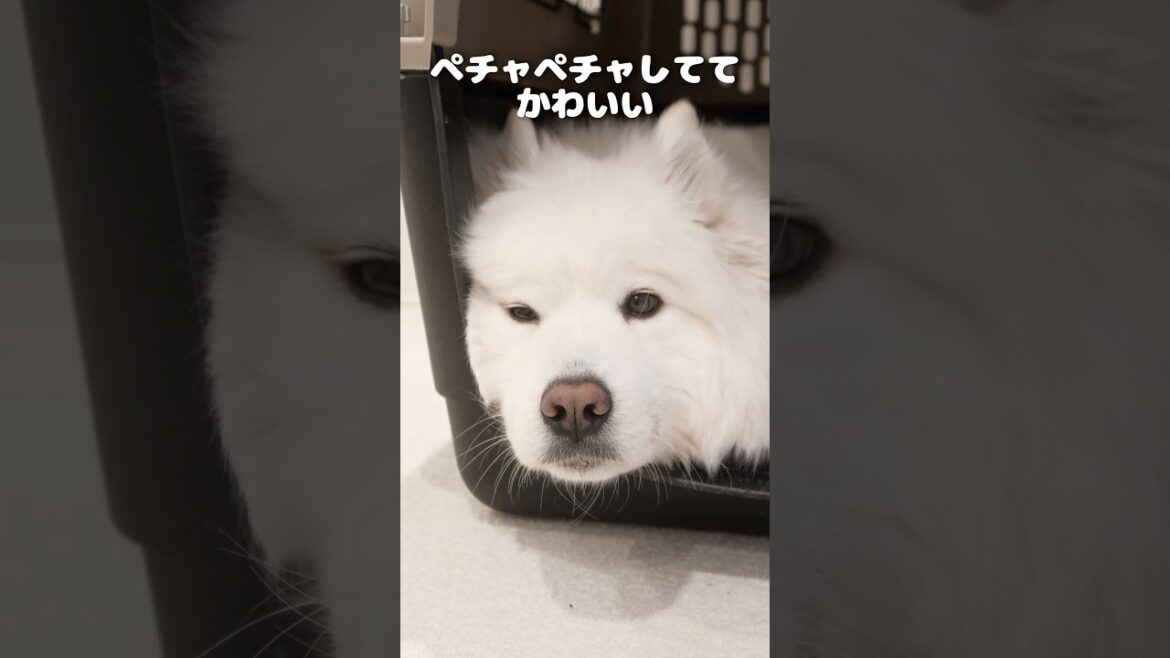 サモエドの秘密基地　#サモエド #samoyed