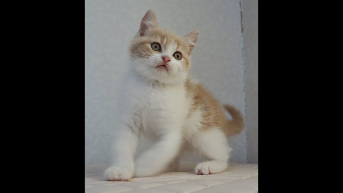 ブリティッシュショートヘアー子猫　British Shorthair　2025.1.21産まれ　クリーム＆ホワイト　男の子　シーダキャット猫のお店