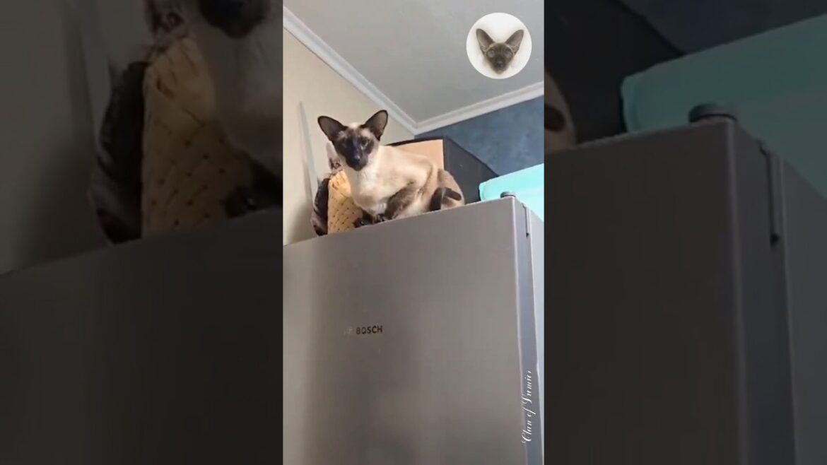 Being alone in kitchen? It's unbelievable for our cat family 😂😊😂 cats in kitchen | oriental cats 😊
