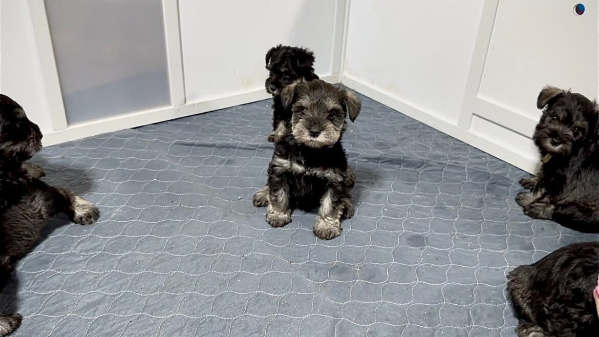 Jr. Suite for these playful Mini Schnauzer puppies