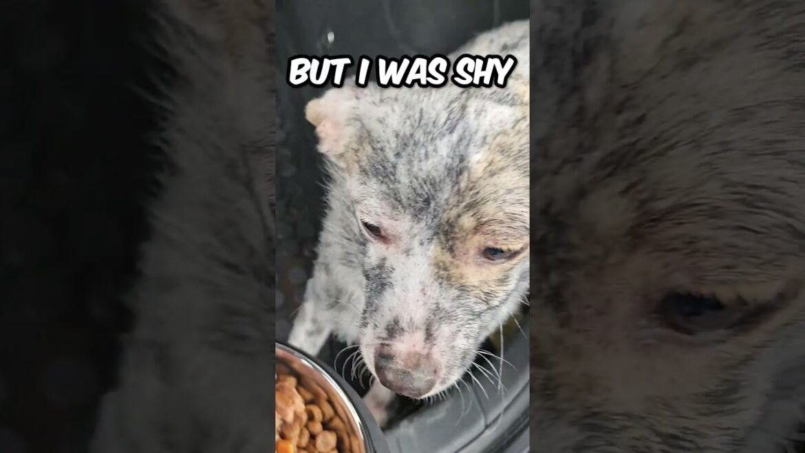 Do You Want to See My Transformation? 🤨😱🐶