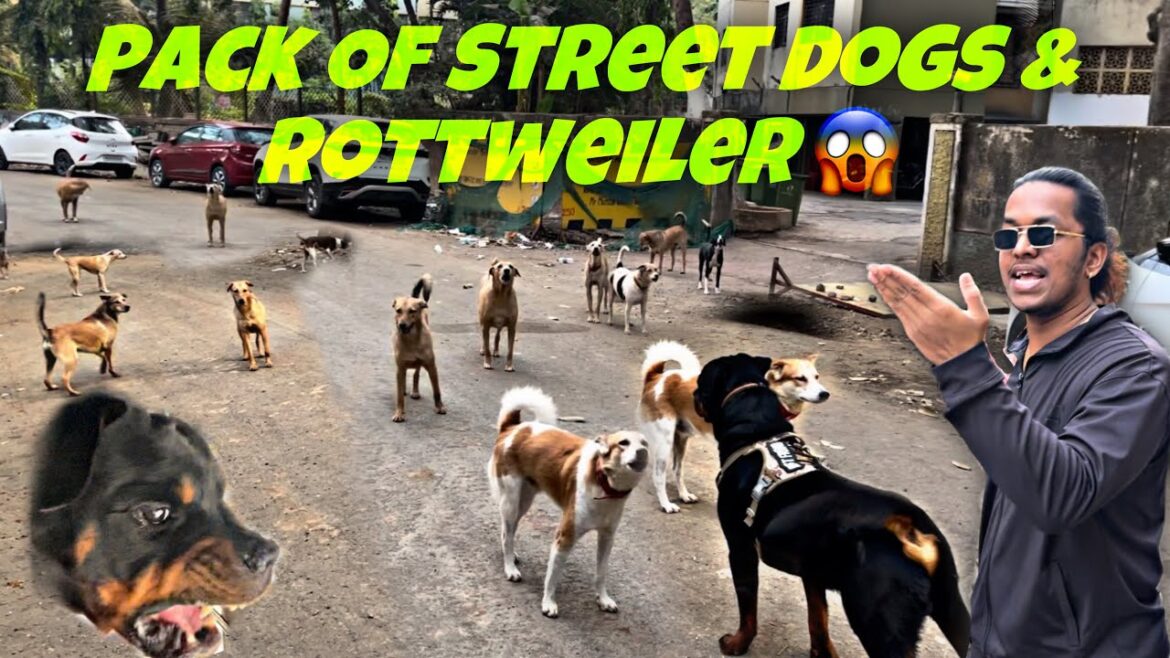 Rottweiler & Pack Of StreetDogs | StreetDogs Angry On Rottweiler | ROTTWEILER REACTION | Day-316