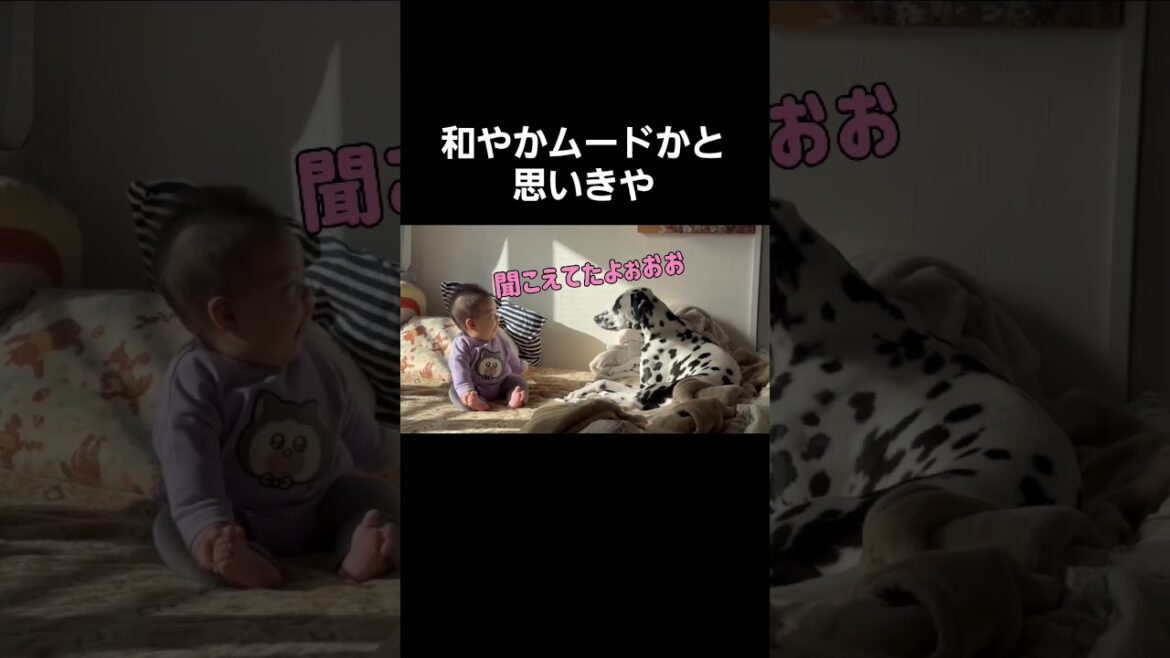 赤ちゃんとダルメシアンの会話が面白すぎたww/Post-walk chat was next level!#赤ちゃん #ダルメシアン#shorts