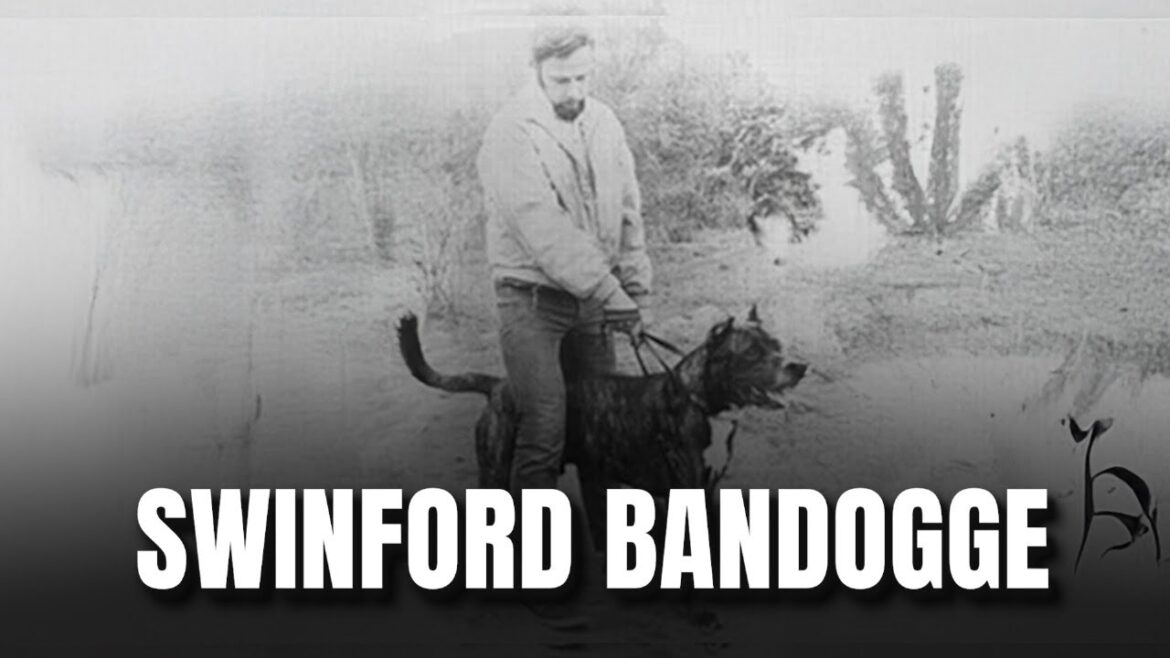 Swinford Bandogge Swinford Bandogge
