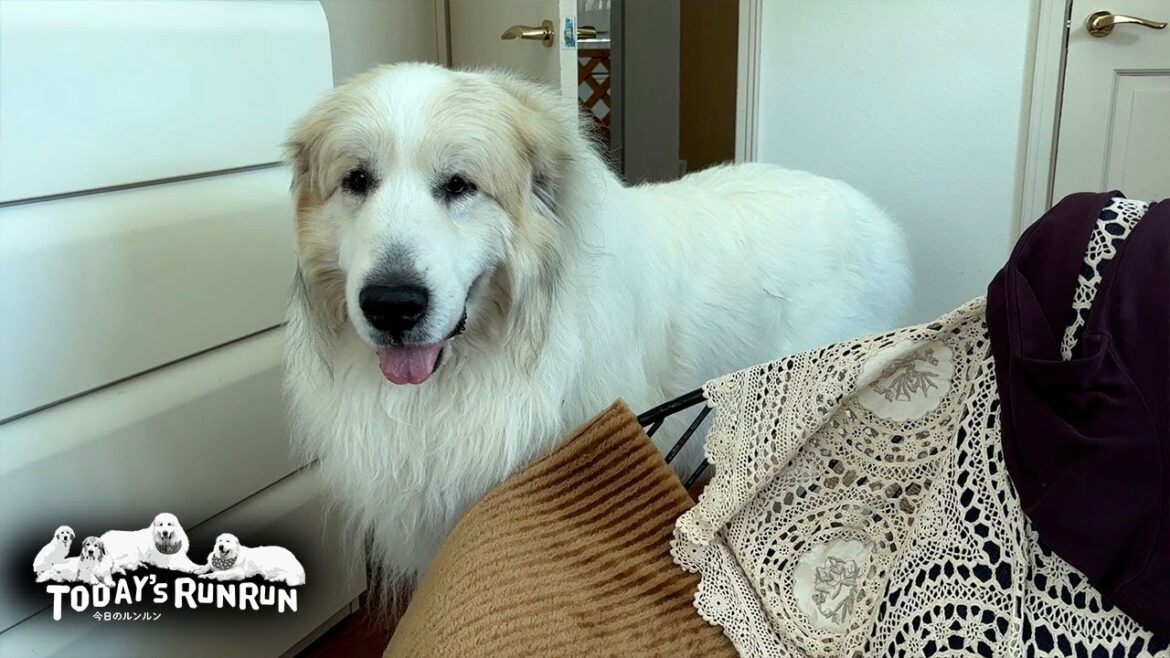 騒がしいベルとリリーから逃れお母さんの部屋を訪問したアランです　Great Pyrenees　グレートピレニーズ