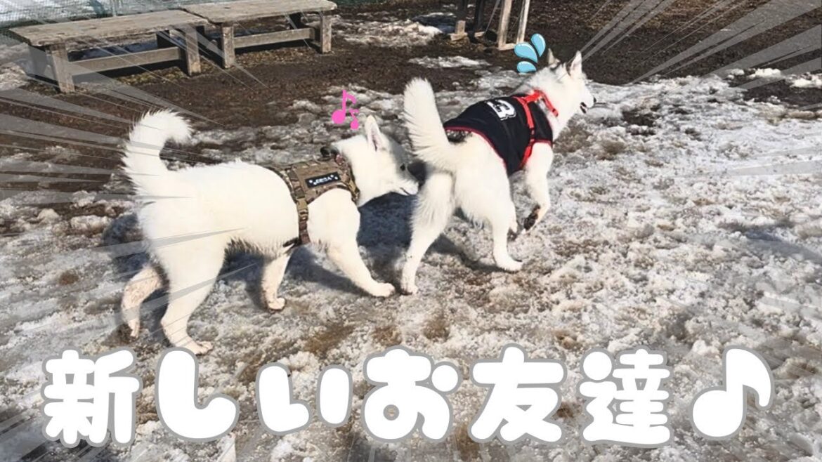 【ドッグラン】一人遊びが上手なむたさんは、お友達と遊びたい件について
