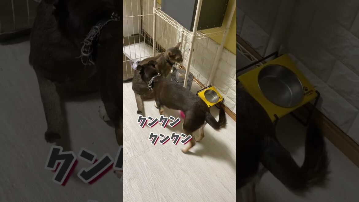 猫の匂いが好きな犬 #shorts  #チワワ  #アビシニアン