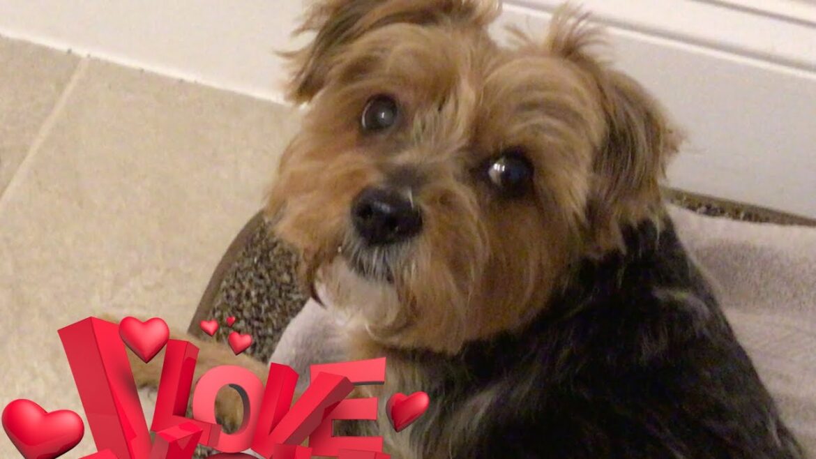 Peanut’s Unbreakable Bond: A Yorkie’s Love for His Mama 💕” Peanut's Unbreakable Bond: A Yorkie's Love for His Mama 💕"