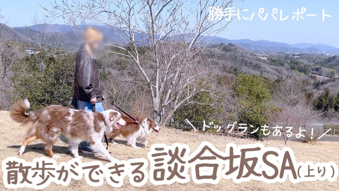 のんびりサービスエリアで休憩したよ✨【ボーダーコリー・オーストラリアンシェパード】