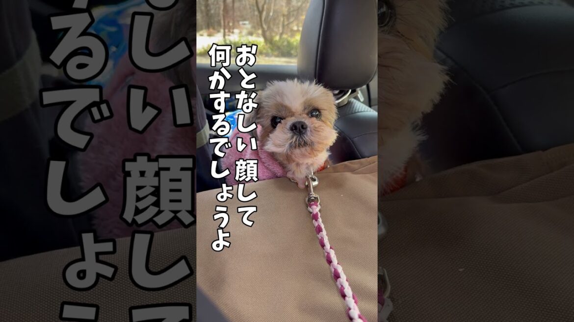 時と場合によるわよね🐶#シーズー #いぬ #犬 #マルシーズー #わんこ #犬