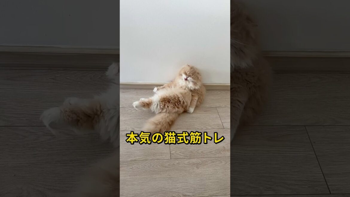 本気の猫式筋トレ、始まる。(スコティッシュフォールド)#猫 #catshorts 本気の猫式筋トレ、始まる。(スコティッシュフォールド)#猫 #catshorts