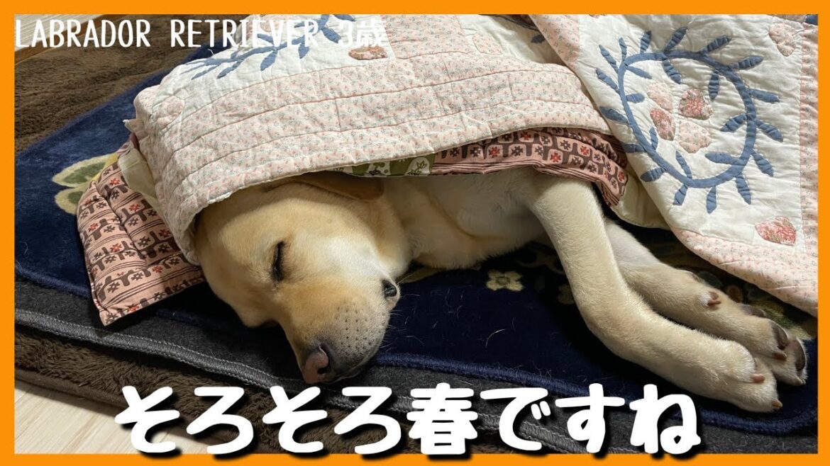 【ラブラドールレトリーバー】どうやら覚醒したらしいよ　４歳目前の遅咲き＃大型犬　＃春が来た
