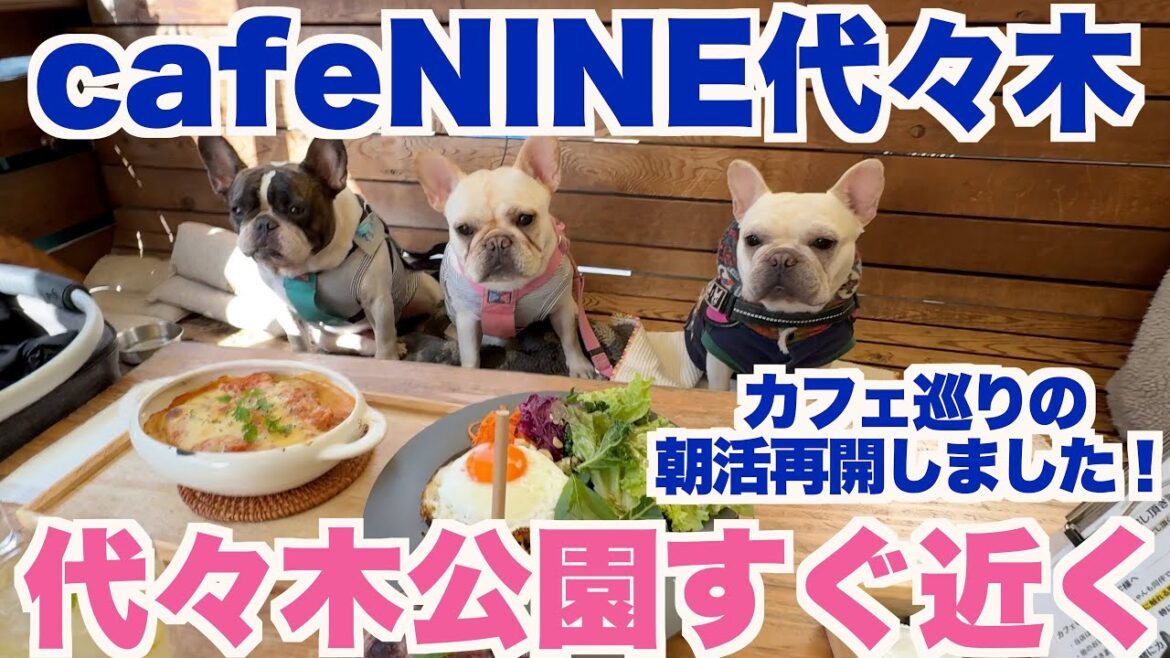 ドッグカフェナイン代々木 【 フレンチブルドッグ french_bulldog 】　ドッグカフェ巡りの朝活再開！