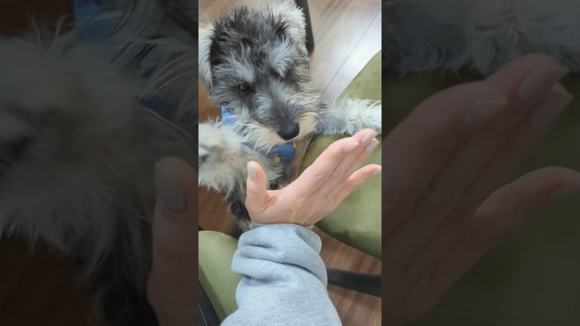 安定感のあるタッチができるようになったね #miniatureschnauzer #schnauzer #dog #シュナウザー #ミニチュアシュナウザー #犬のいる暮らし