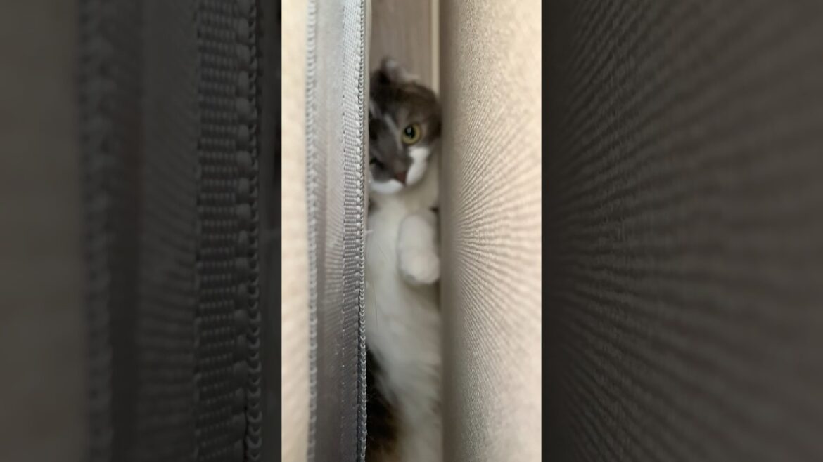 トムクルーズのような動きを見せるねこ #アメリカンカール #たぴ #cat #americancurl #猫のいる暮らし #猫好きさんと繋がりたい