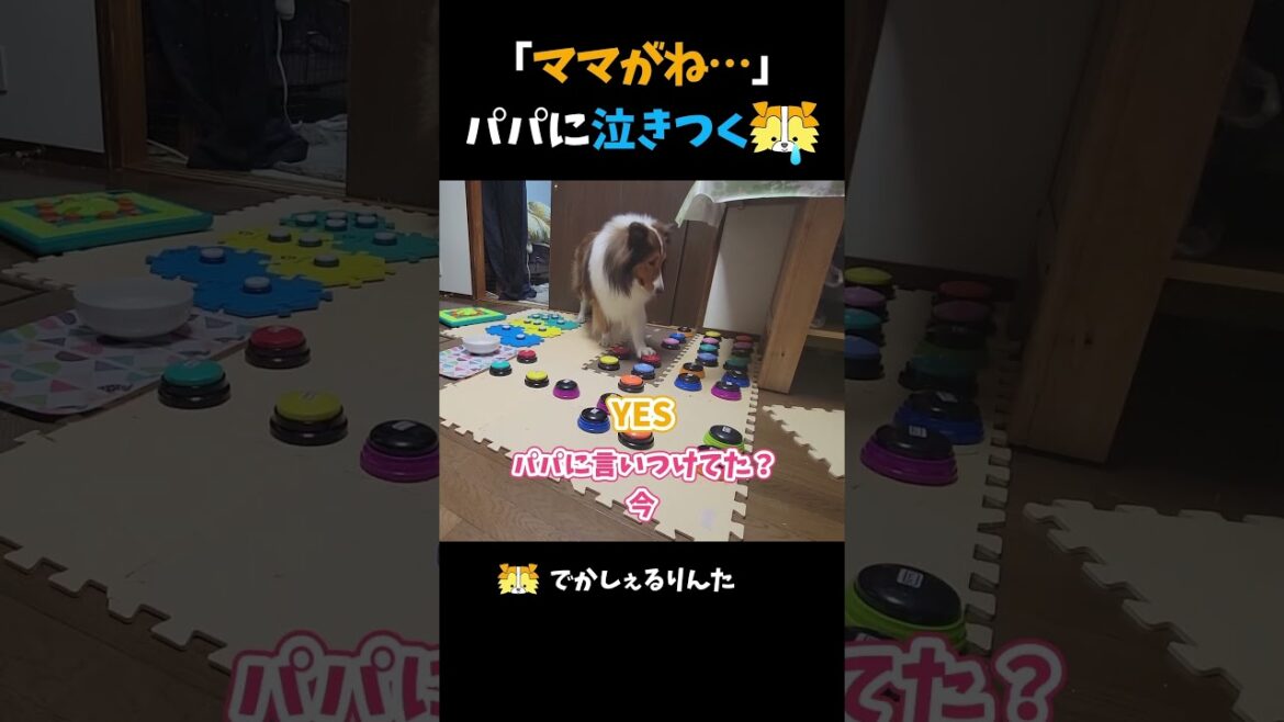 「ママがね…」パパに泣きつくシェルティ【会話ボタンでしゃべる犬】 #shorts #犬