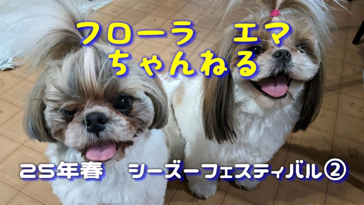 シーズーフェスティバル2【25/3/23】後半戦