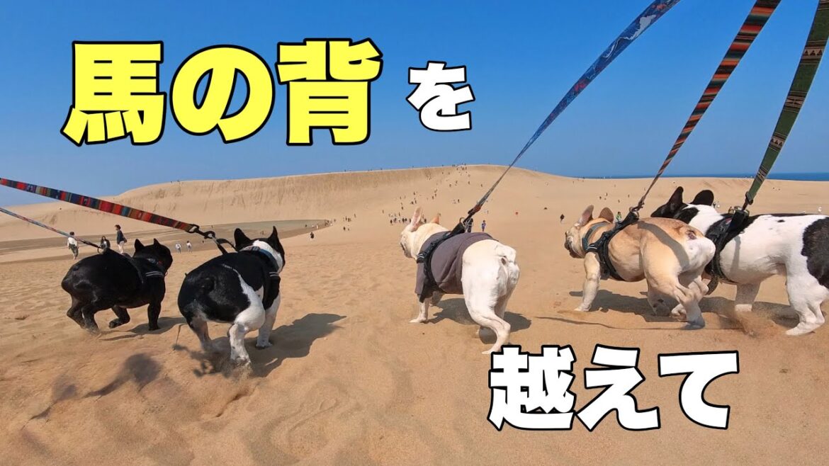 チャレンジ！6頭のフレンチブルドックが鳥取砂丘を駆け巡る‼