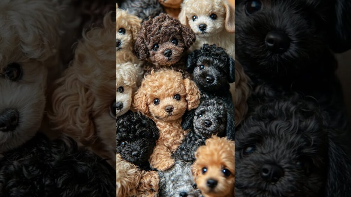 【手乗りトイプードル】ぬいぐるみ！？トイプードル！？ My Pocket Friends 94　#shorts #cute #puppy #toypoodle
