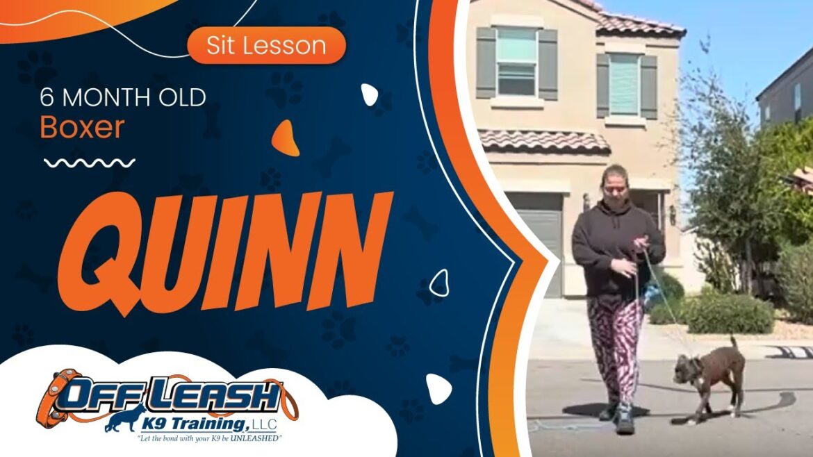 6 mo Boxer Quinn ~ Best Boxer Trainers ~ Off Leash K9 Training Phoenix