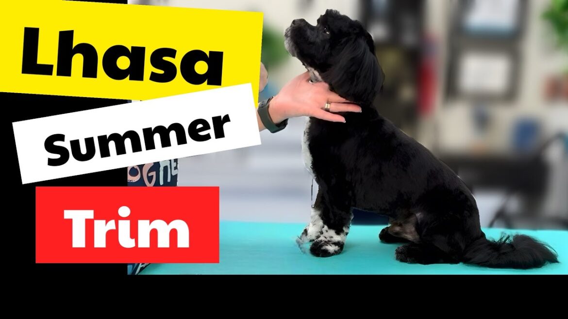 Lhasa Apso Summer Cut! Step by step guide to get that perfect trim for swimming, camping, and fun!