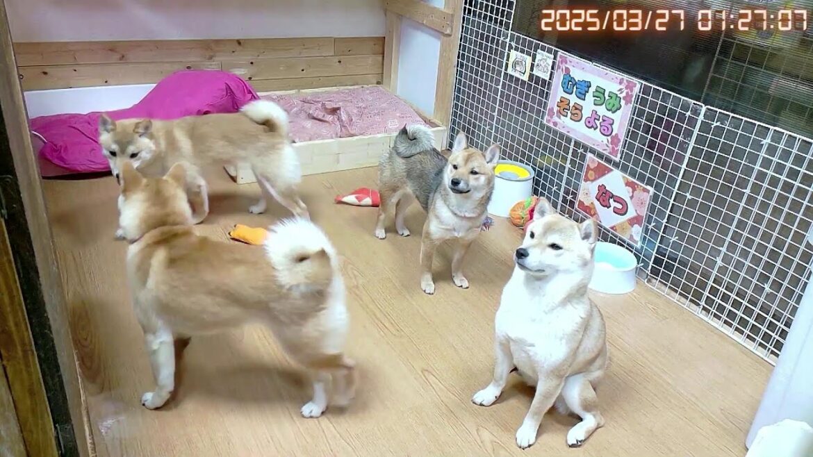 柴犬なつ！子育て生配信【生後198日】24時間いつでもかわいい子犬たち！