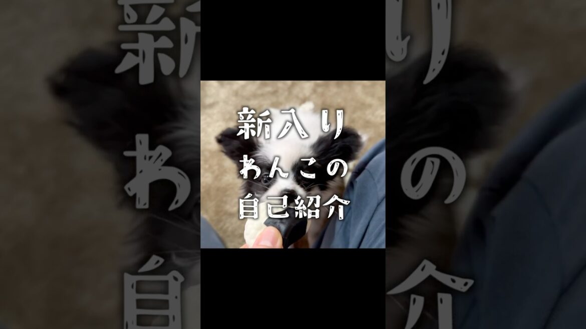 暴力的に可愛い自己紹介！　#犬 #パピヨン #papillon #可愛い　#子犬お迎え